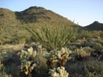 Cave Creek Regional Park: Hiking, Biking, Horseback Riding