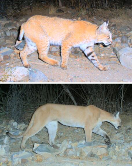 bobcat vs. mountain lion