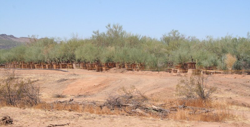 usaa norterra development trees