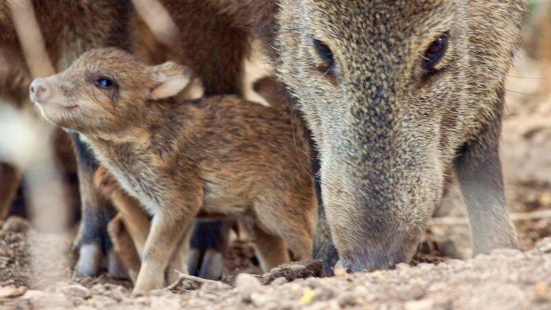 javelina with young