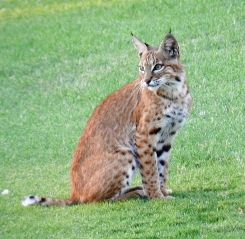 bobcat