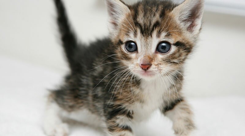 adopt a kitten