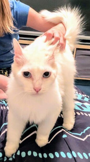 pearl cat adopt