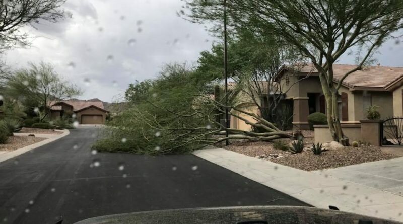 storm tree down